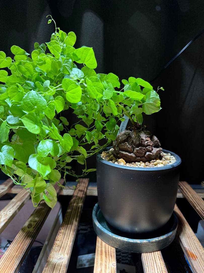 【良型幅約8.5cmバキバキ】ディオスコレアエレファンティペス亀甲竜現品鉢ごと