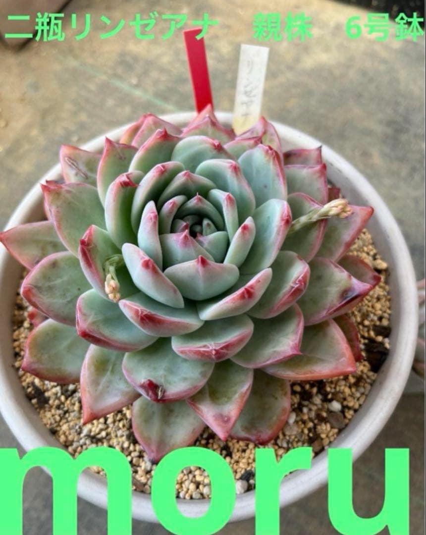 ✿*。様 リンゼアナ❤️セット