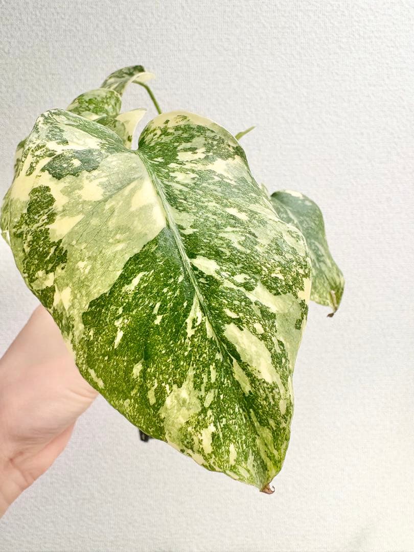 kamekichi1113　モンステラ クリームブリュレ