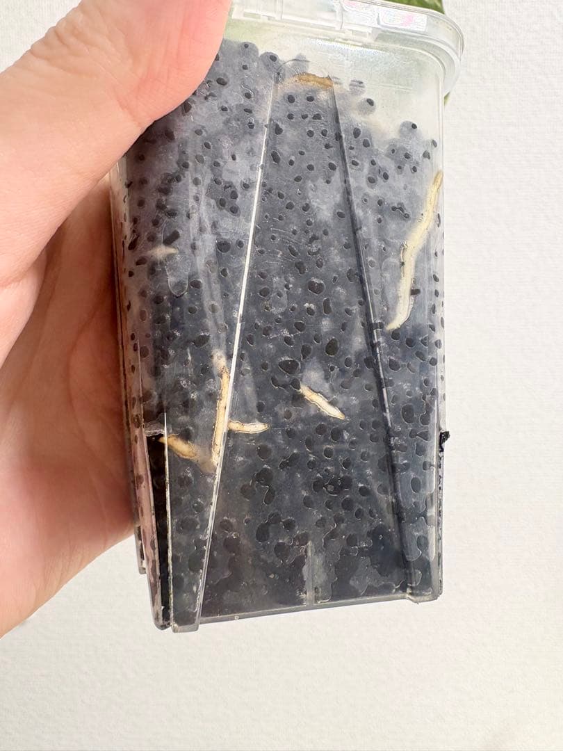 kamekichi1113　モンステラ クリームブリュレ