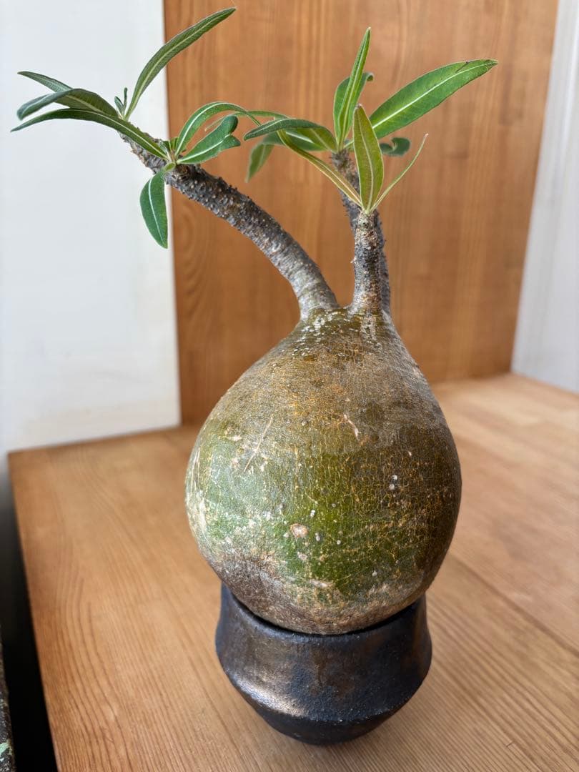 グラキリス　ベアルート