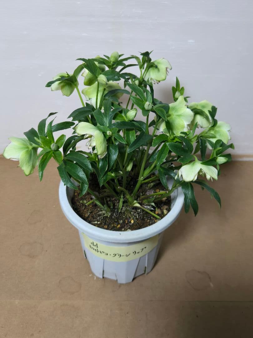 ☆クリスマスローズ☆ホワイトピコ　グリーンリップ☆7号鉢☆