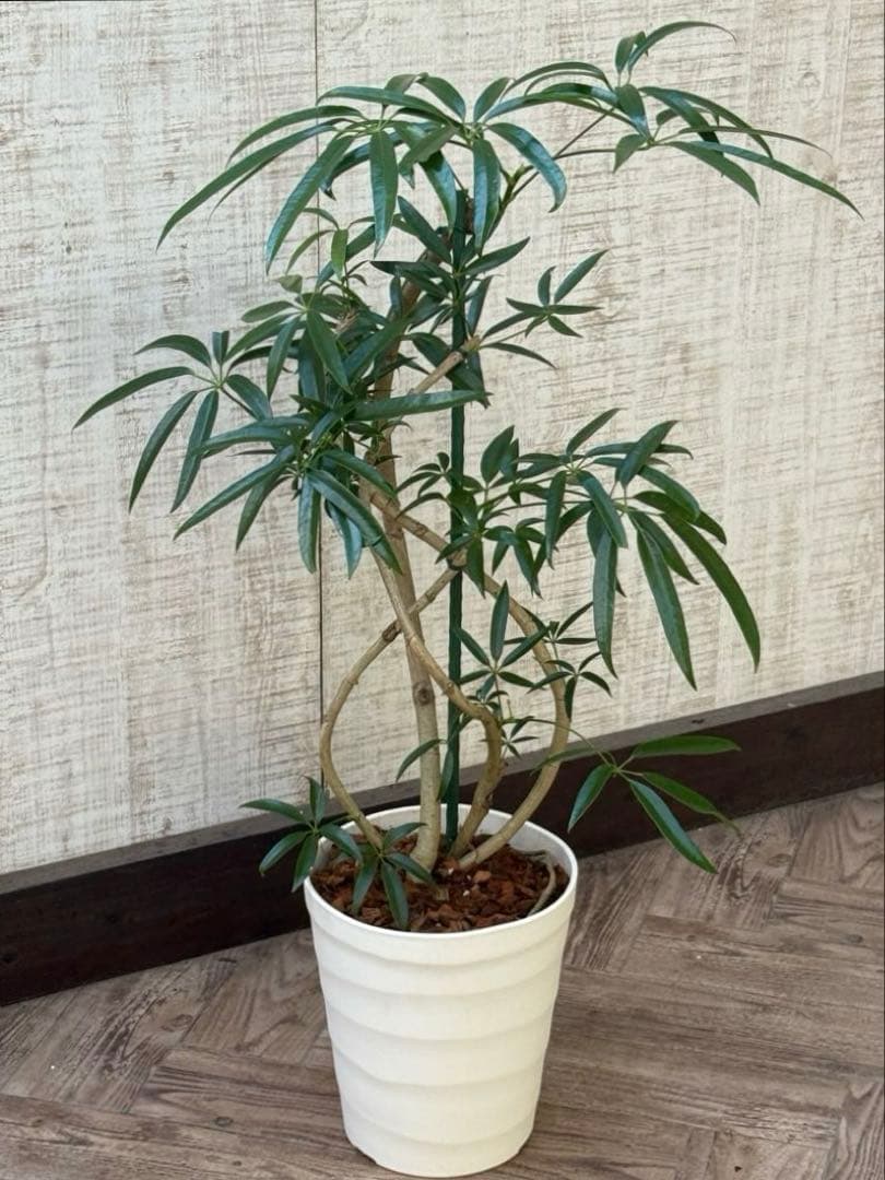 ☆シェフレラ アンガスティフォリア♪ 84cm 曲がりフォルム♪