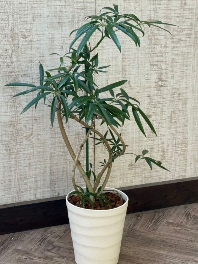 ☆シェフレラ アンガスティフォリア♪ 84cm 曲がりフォルム♪