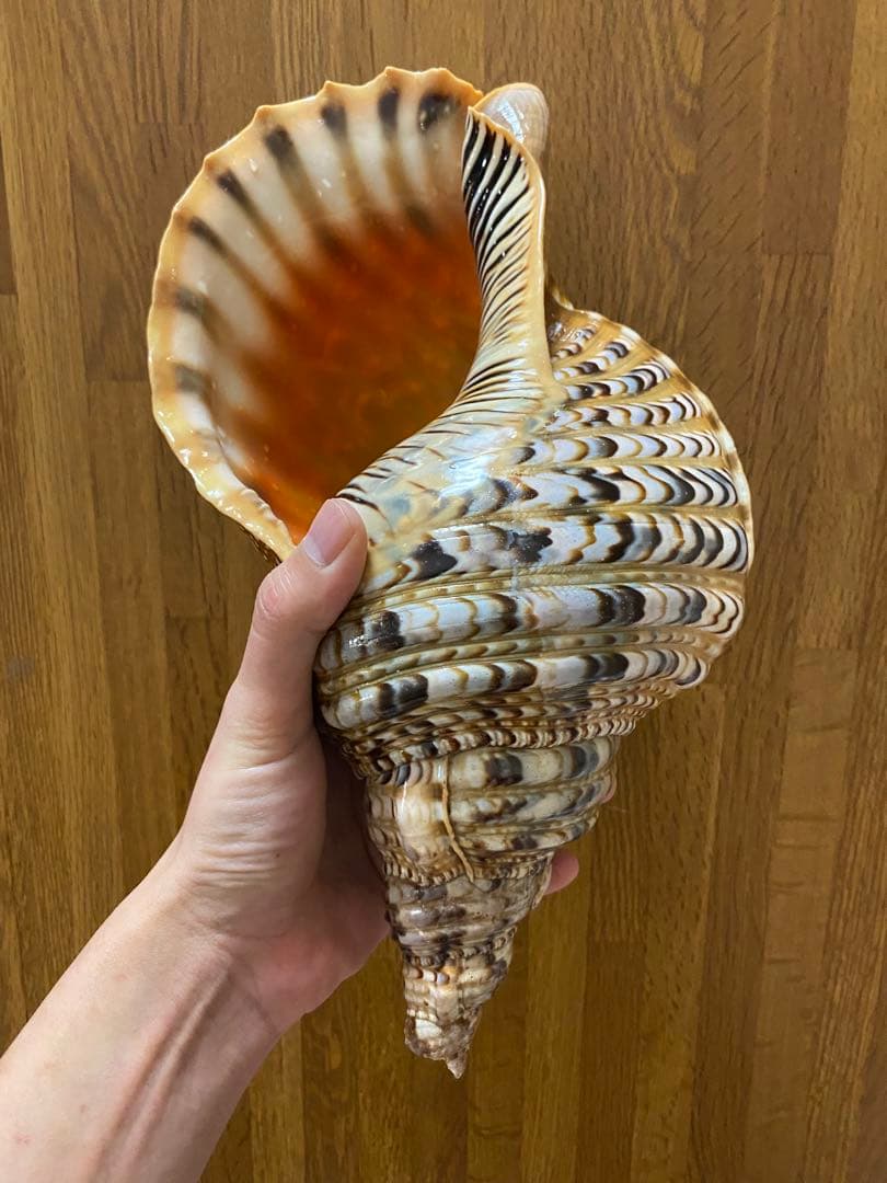 法螺貝　新鮮なホラ貝 色味や模様がとても美しい　35cm 900グラム前後