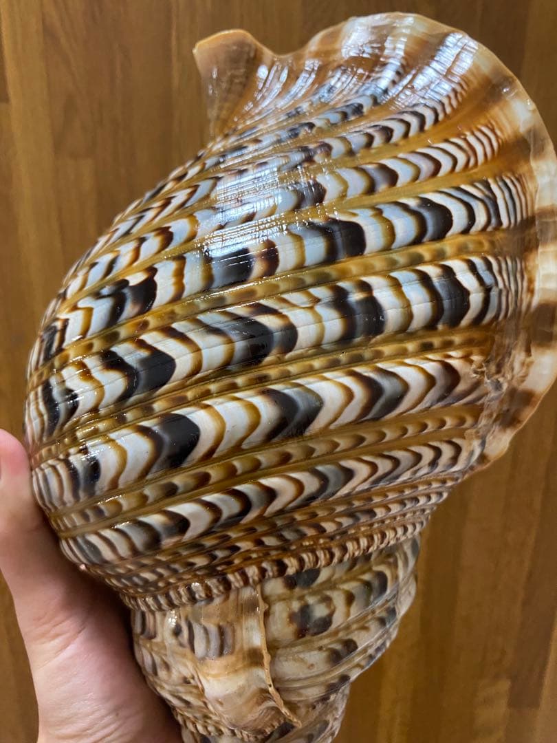 法螺貝　新鮮なホラ貝 色味や模様がとても美しい　35cm 900グラム前後