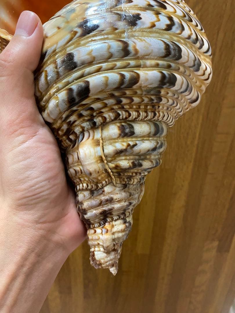 法螺貝　新鮮なホラ貝 色味や模様がとても美しい　35cm 900グラム前後