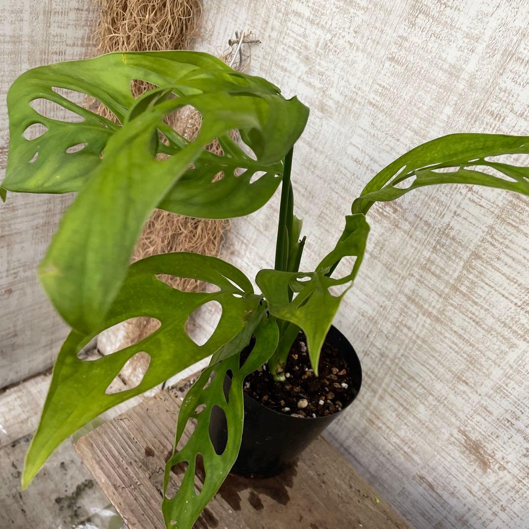 大特価！3鉢価格！レア！モンステラ　エスケレート　苗　苗木　観葉植物