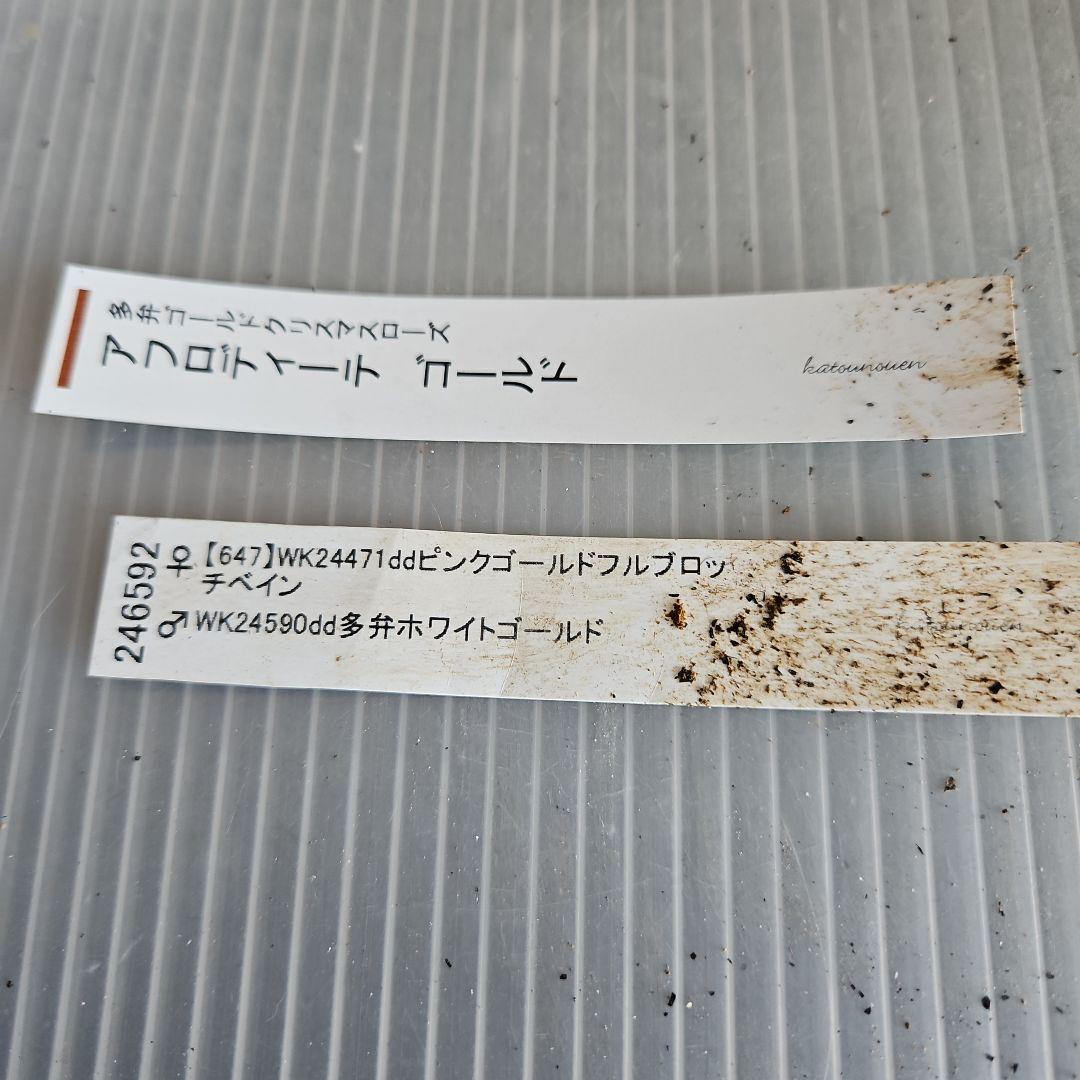 ㉖-117クリスマスローズ