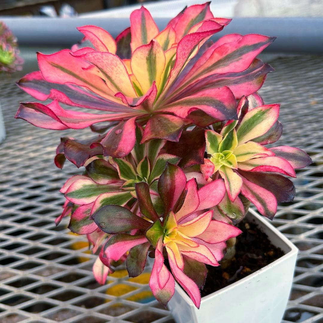 アエオニウム錦　人気　ゴースト　魅影　七彩頭あり　抜き苗　高斑タイプ　希少‼️