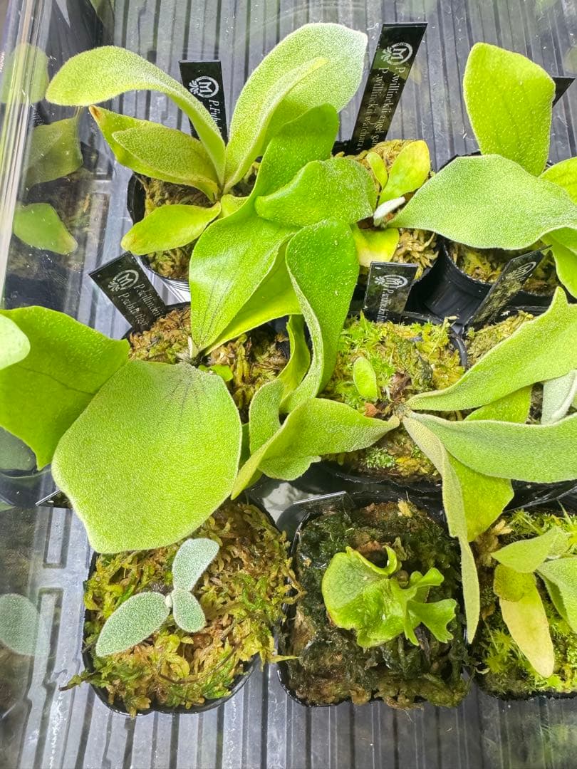 ビカクシダ　15種