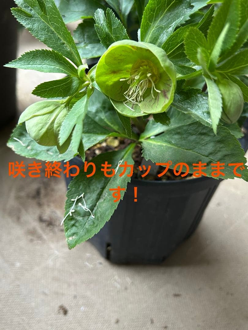 クリスマスローズ　大和園　パステリッシュストレイン　グリーンパステ　6号　未株分