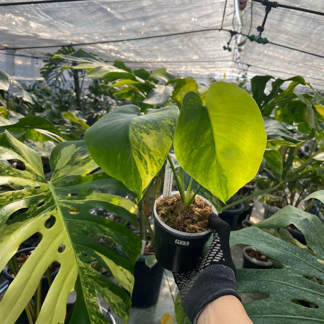 MS2 モンステラ　イエローマリリン　黄斑入り