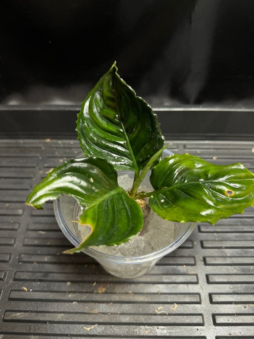 特別企画　新春セール　Aglaonema アグラオネマ　トリカラー　メタリカ　③