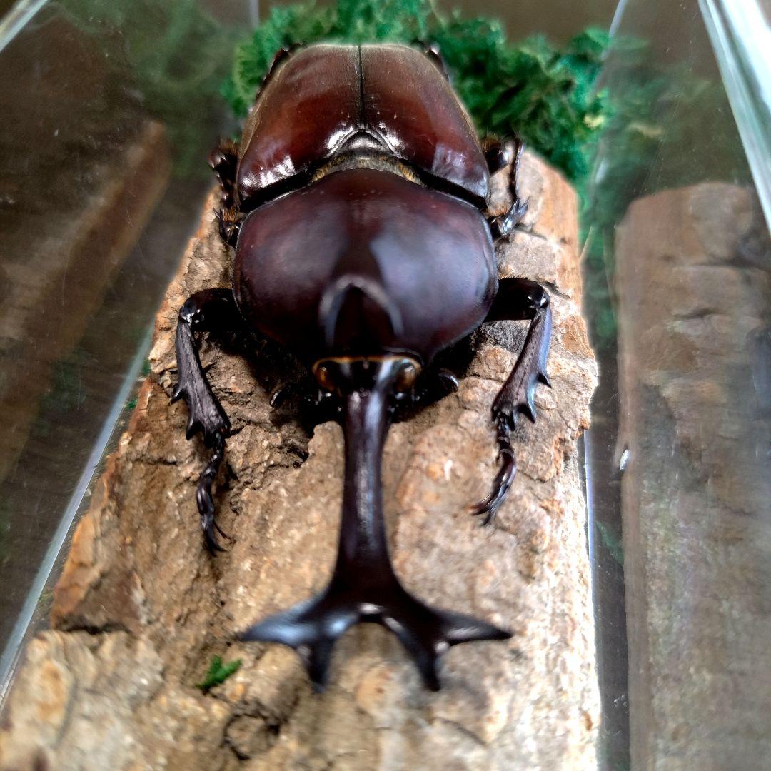 宝物野生巨大超特大大型87mm頭角19.8mm胸角6.4mmぐらいカブトムシ標本
