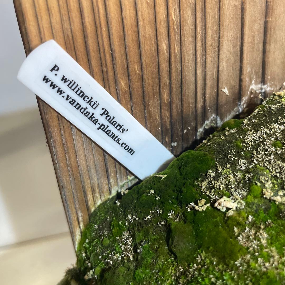 m*i様 ビカクシダ P.willinckii Polaris ポラリス　子株