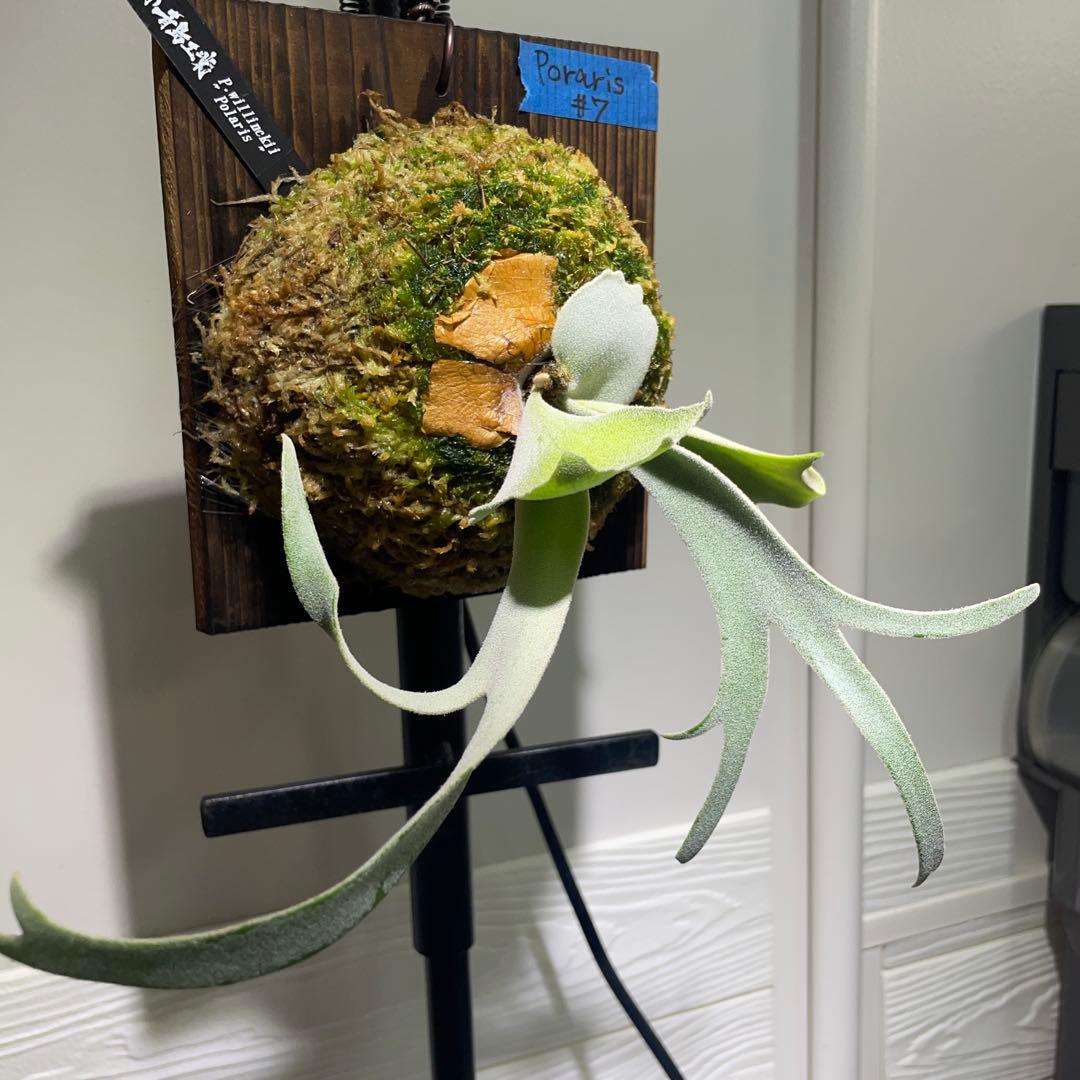 m*i様 ビカクシダ P.willinckii Polaris ポラリス　子株