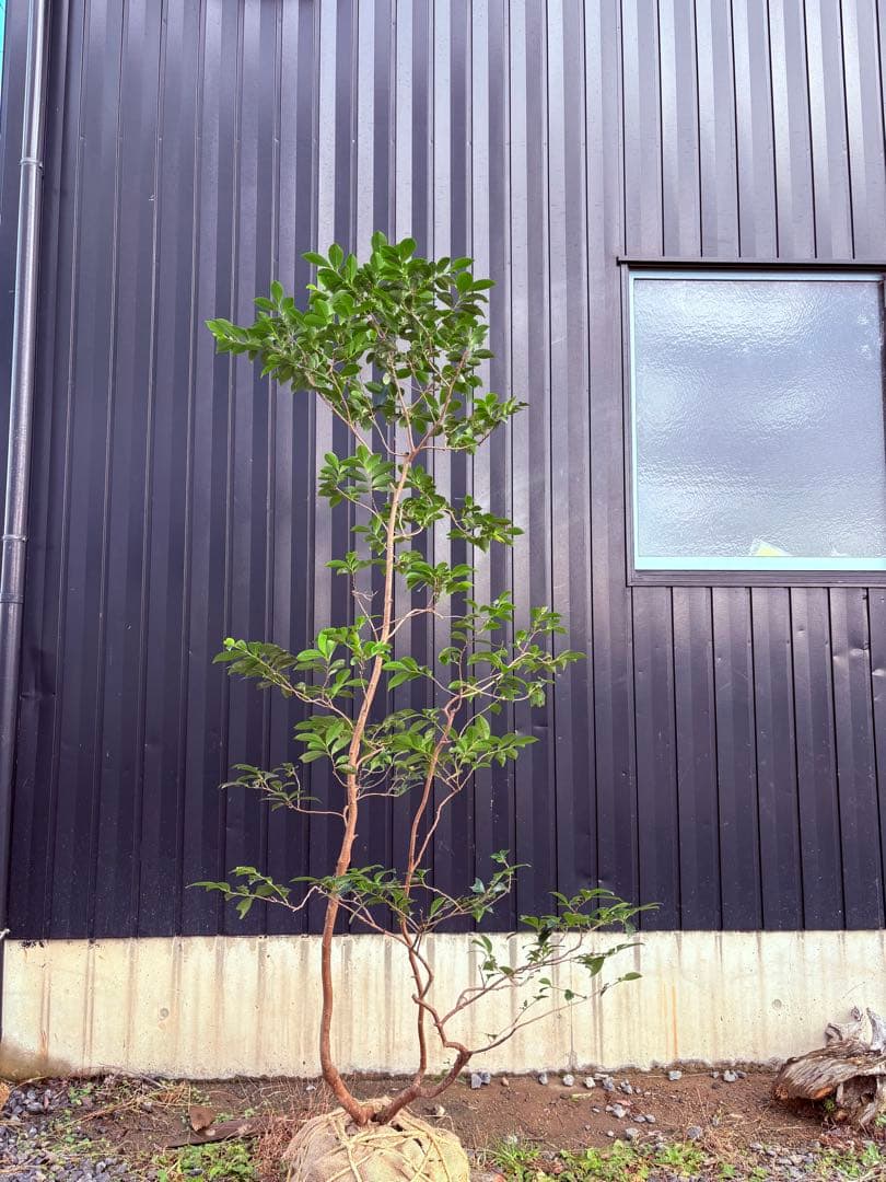 54 天然山採り　ヒサカキ