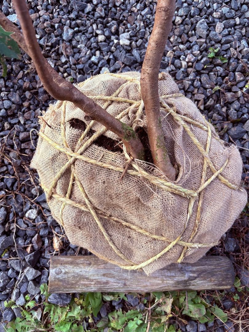 54 天然山採り　ヒサカキ