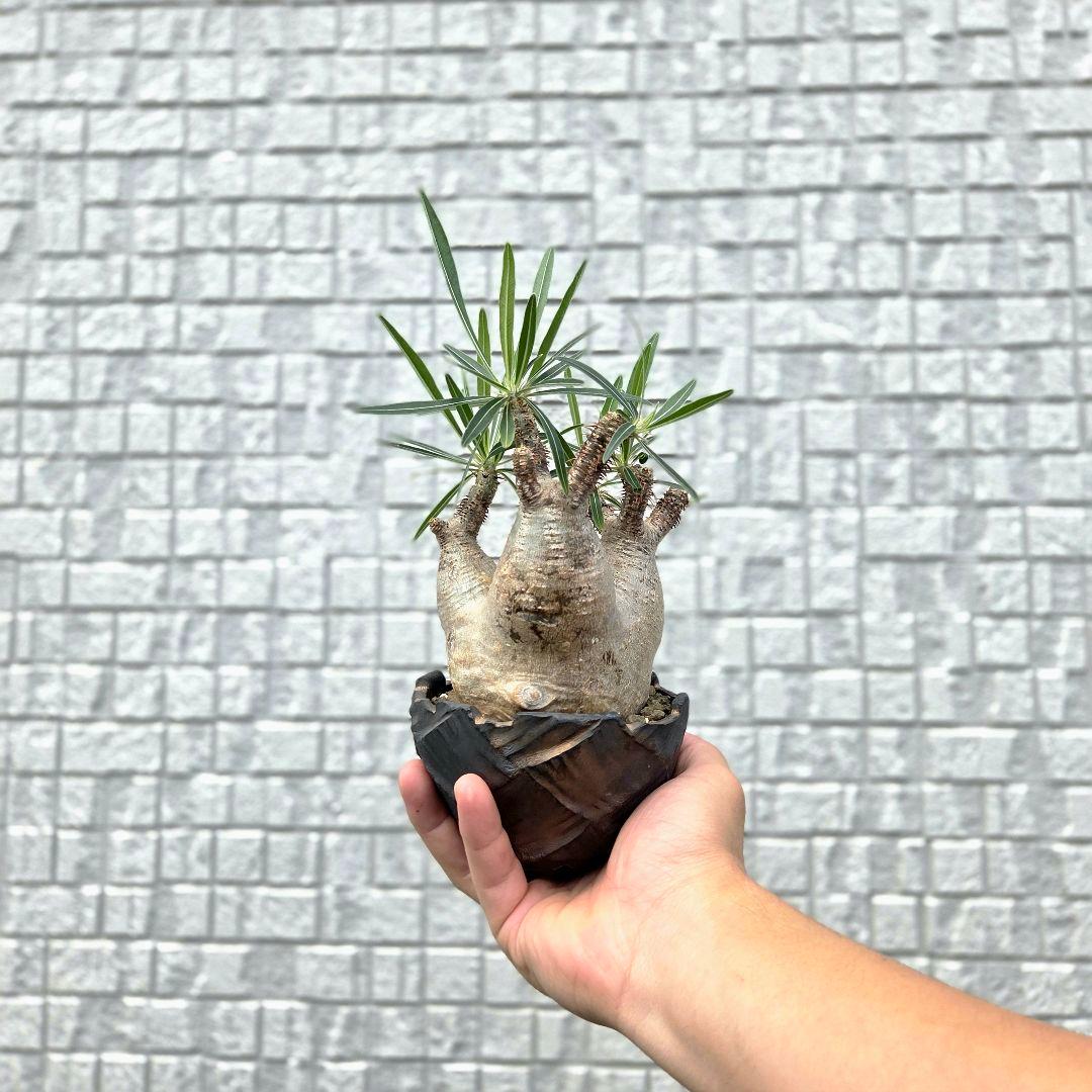 美形3頭 パキポディウム・グラキリス 現地球