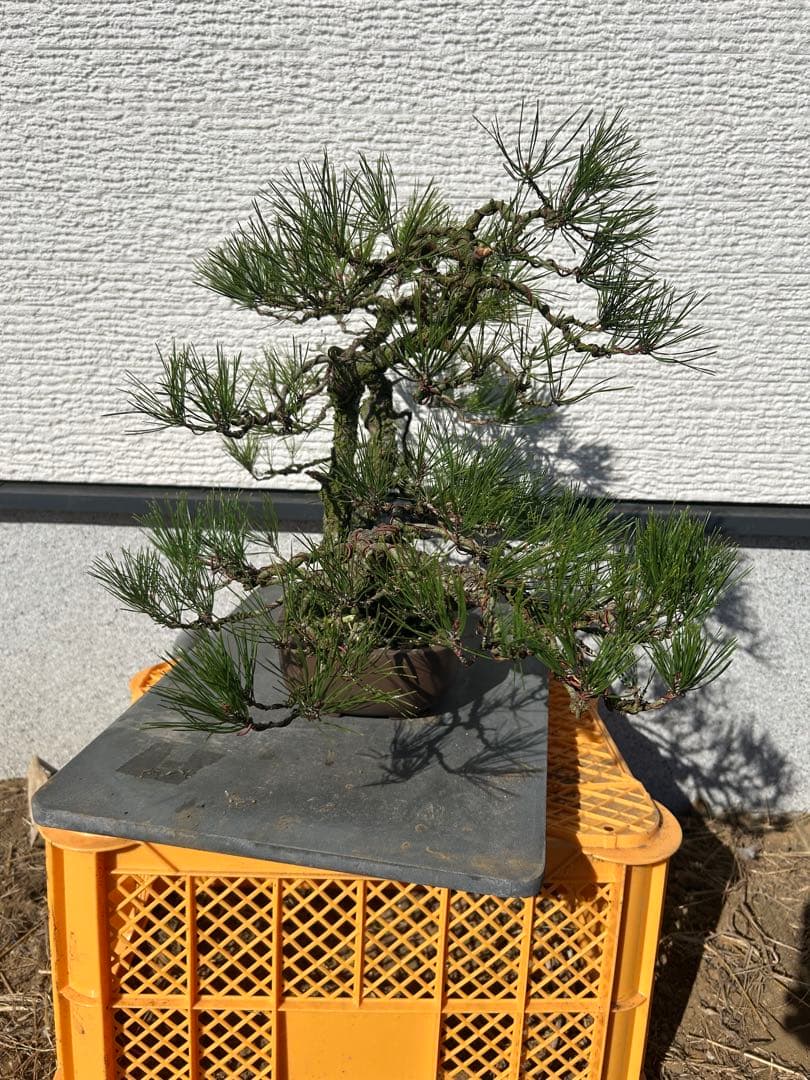 赤松盆栽　株立ち