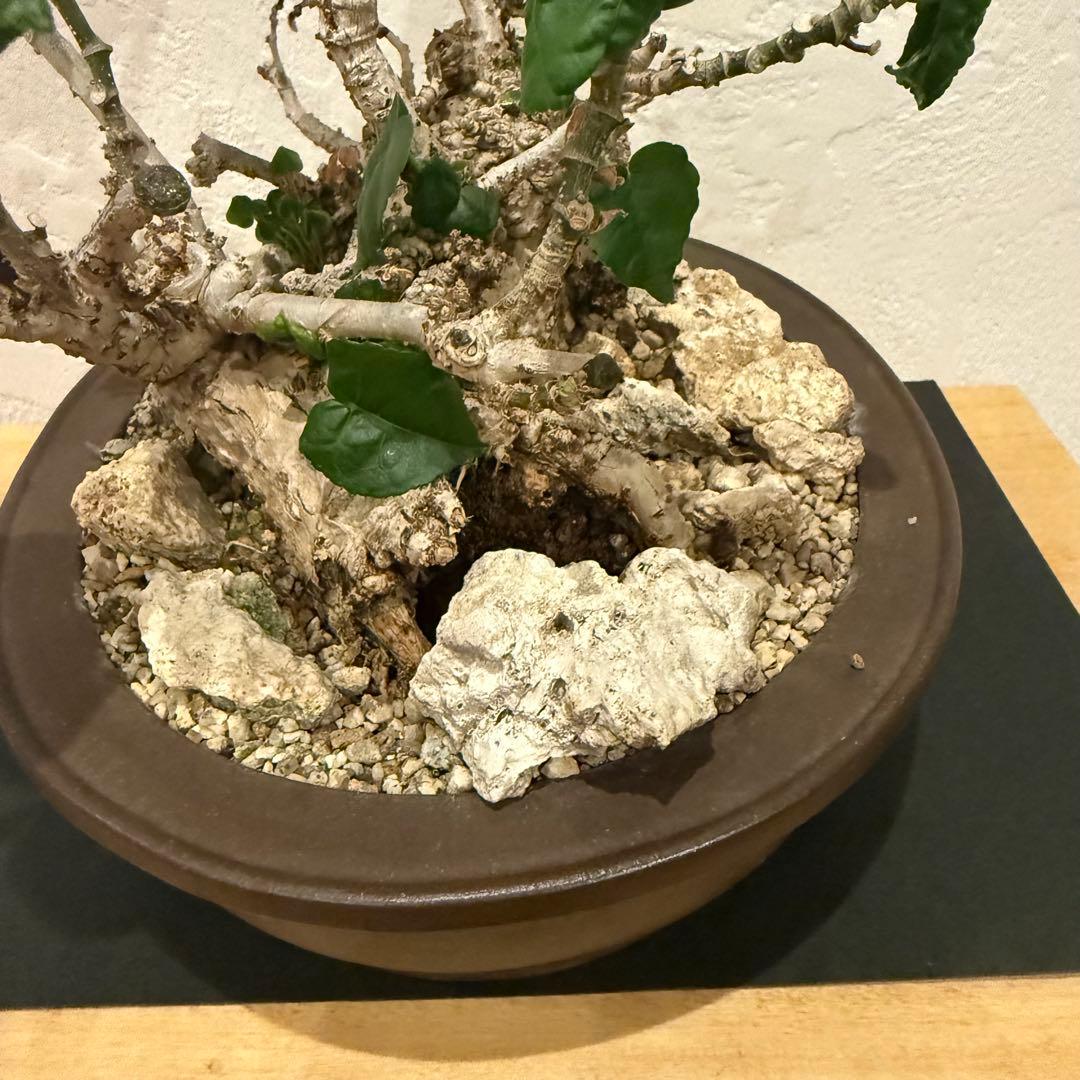 塊根植物 琉球盆栽 オオハマボウ 発根済 盆栽 盆栽風 大人気 鉢込み横21cm