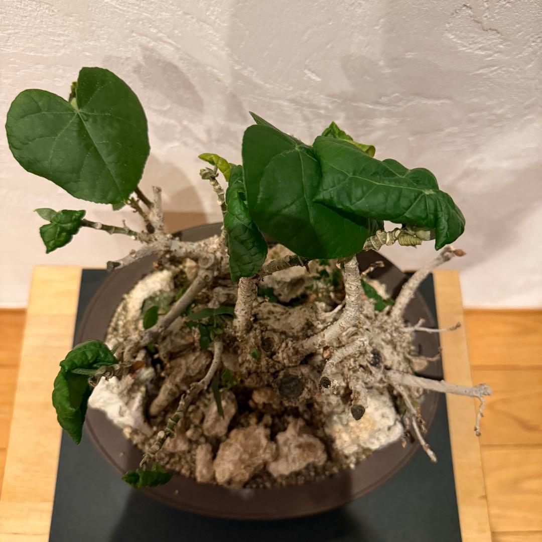 塊根植物 琉球盆栽 オオハマボウ 発根済 盆栽 盆栽風 大人気 鉢込み横21cm