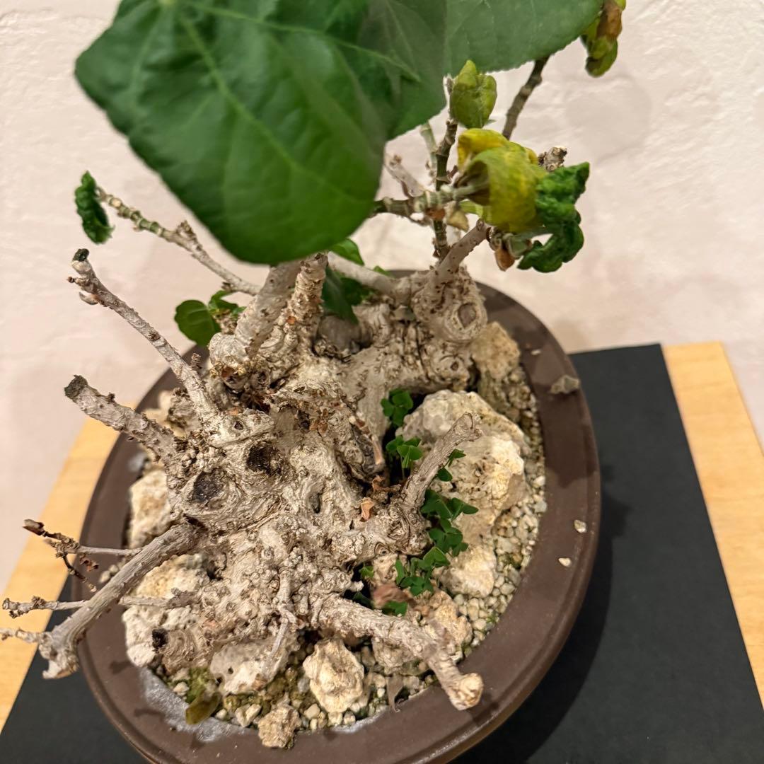 塊根植物 琉球盆栽 オオハマボウ 発根済 盆栽 盆栽風 大人気 鉢込み横21cm