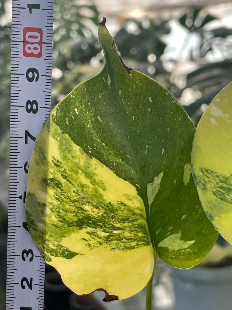 1モンステラ　ミラクル　タイコンステレーション