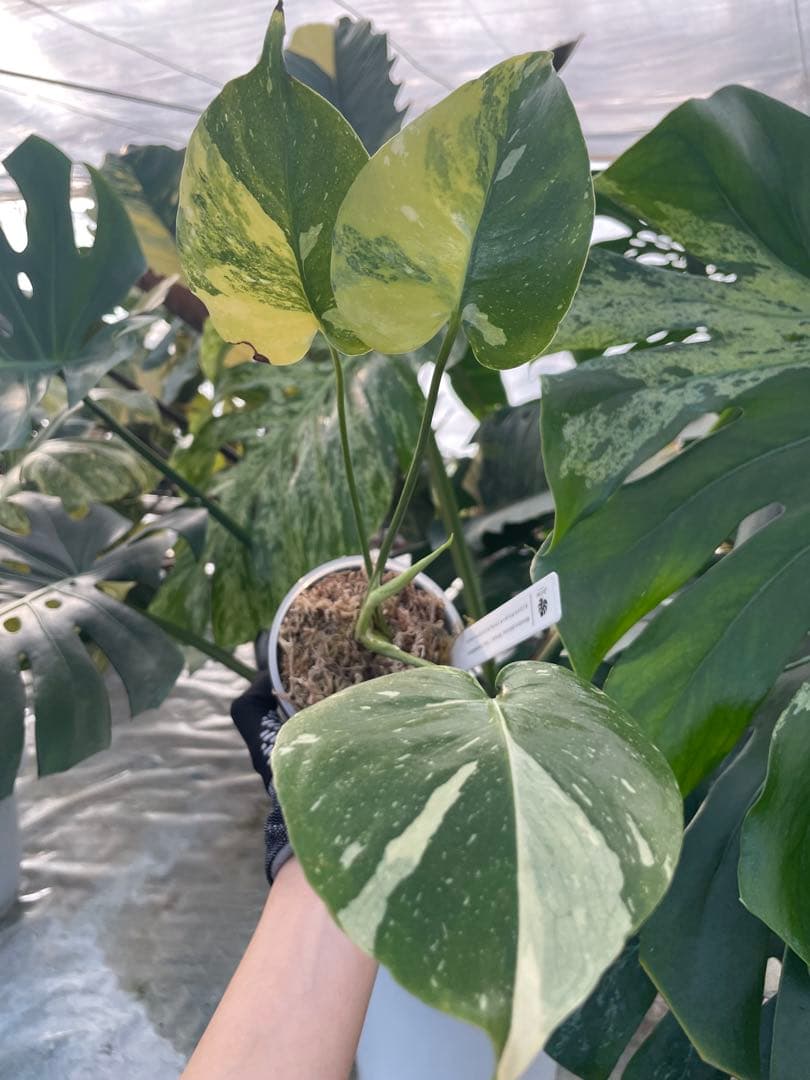 1モンステラ　ミラクル　タイコンステレーション