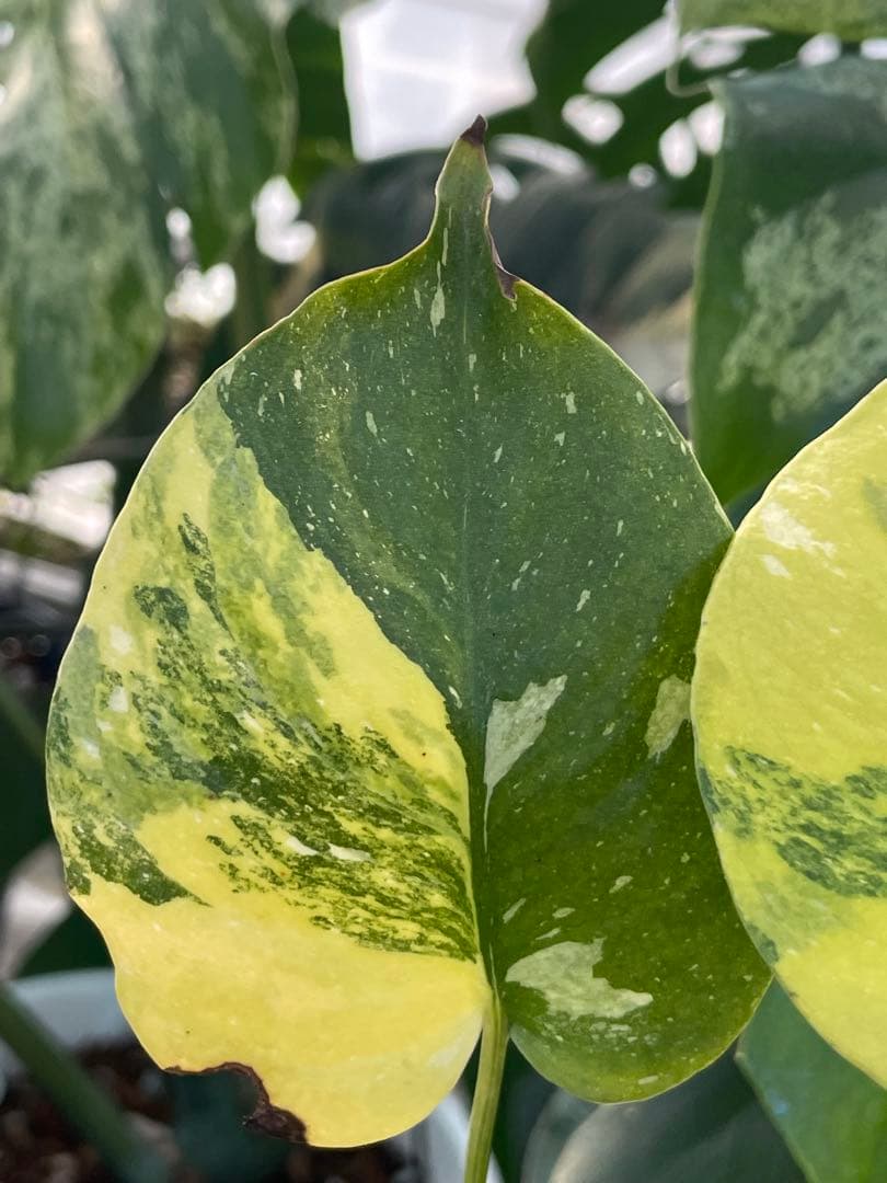 1モンステラ　ミラクル　タイコンステレーション