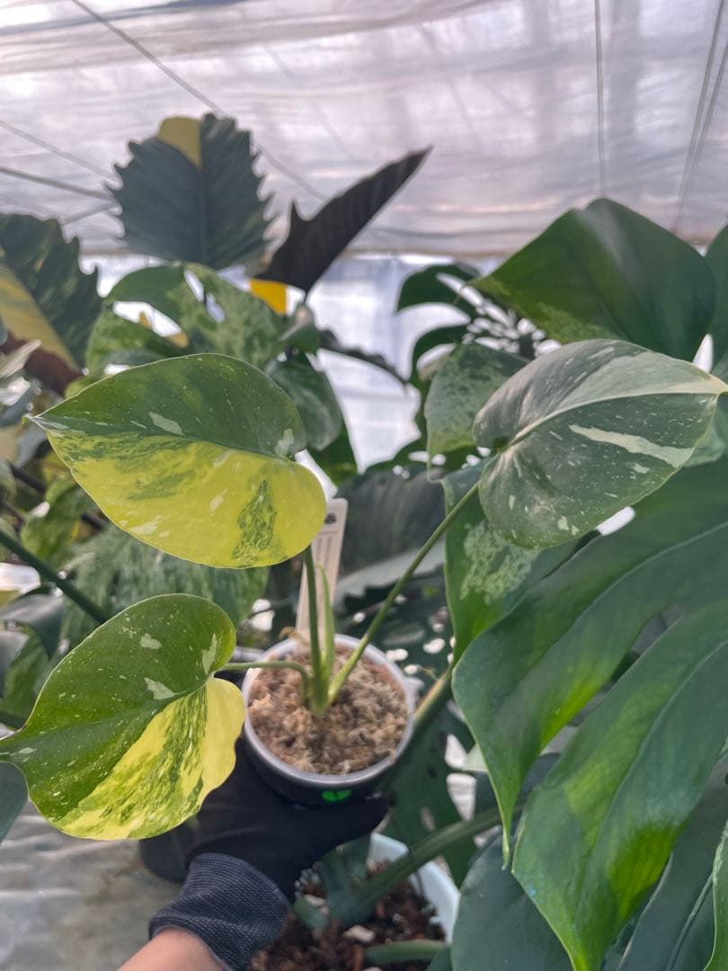 1モンステラ　ミラクル　タイコンステレーション