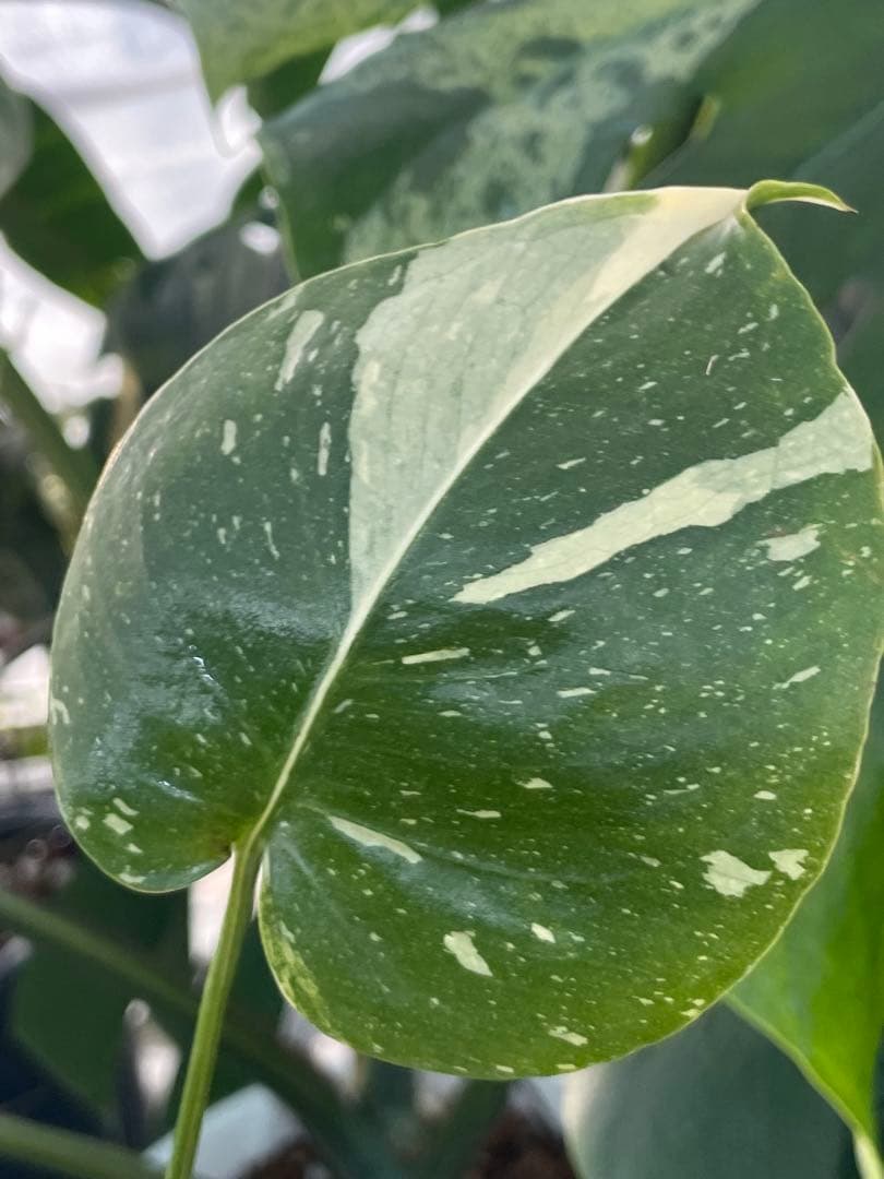 1モンステラ　ミラクル　タイコンステレーション