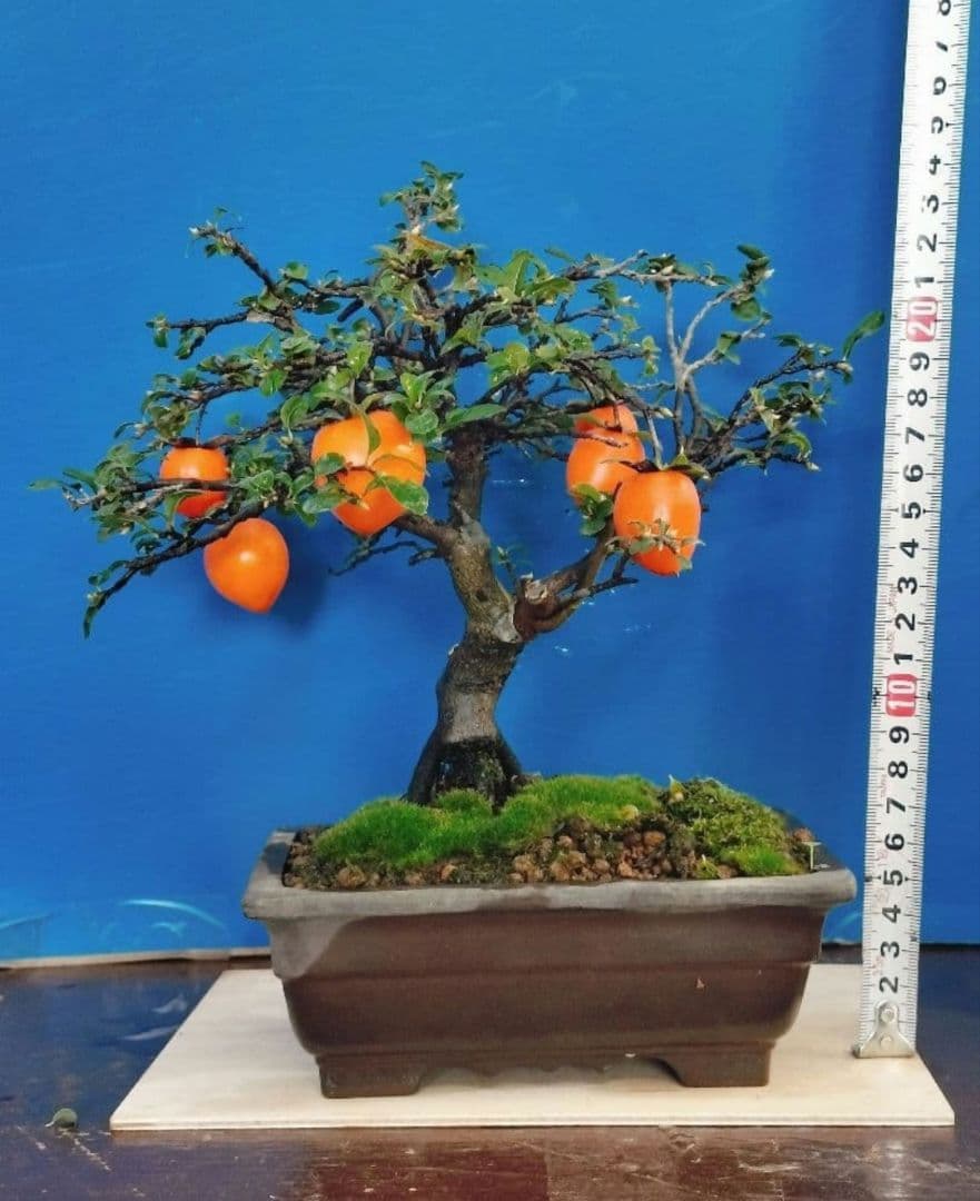 ⭐ゆうた⭐️ 老爺柿 雄の木・雌の木セット 盆栽 (A)(W)