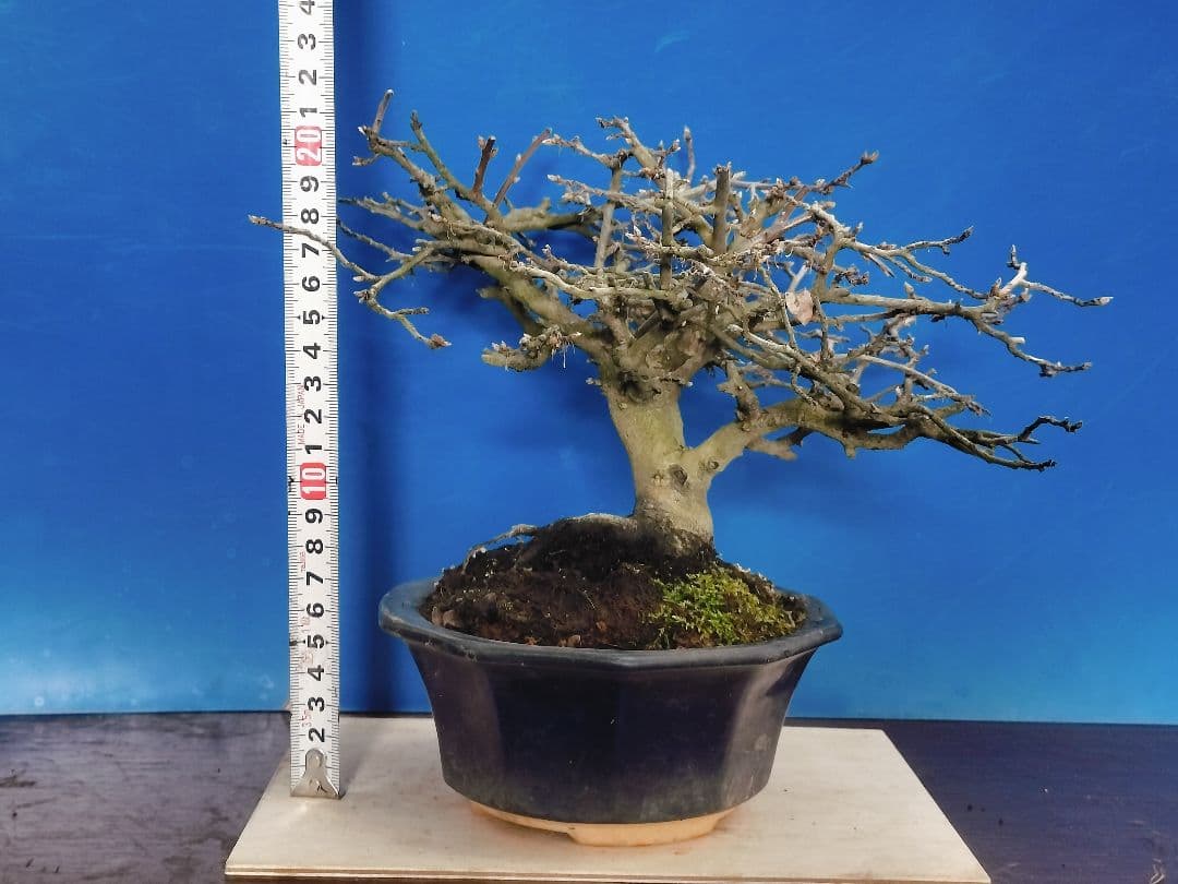 ⭐ゆうた⭐️ 老爺柿 雄の木・雌の木セット 盆栽 (A)(W)