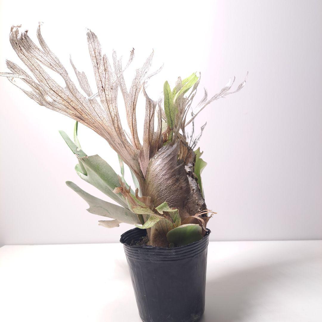 タ*カ様 P.veitchii 大株 ビカクシダ 現品 観葉植物