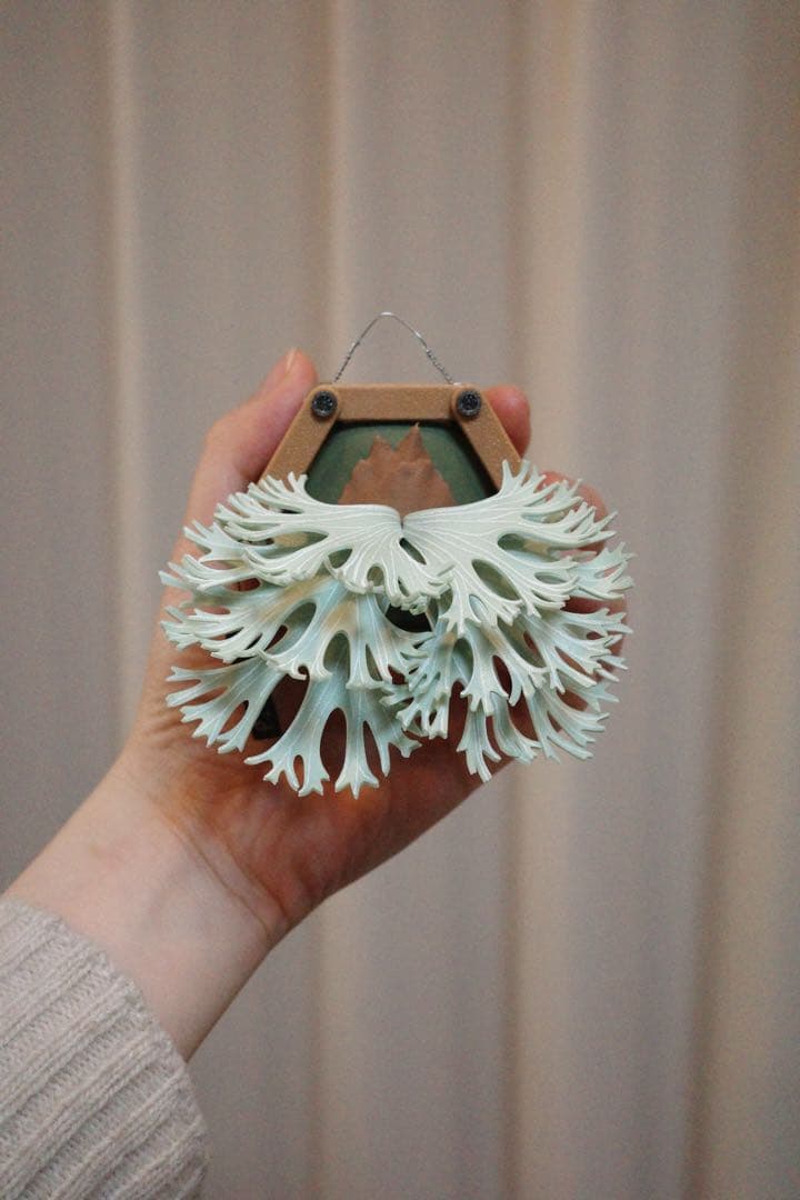 【ビカクシダ マグネット】Ginka