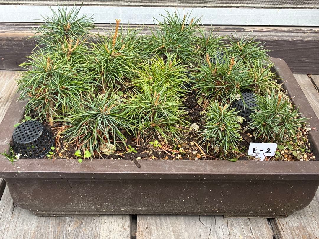 ゆ*き様 15本セット ★盆栽★ 赤石五葉松　 E-2 ★愛媛県より発送★