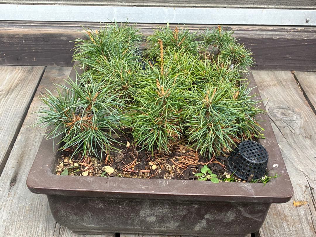 ゆ*き様 15本セット ★盆栽★ 赤石五葉松　 E-2 ★愛媛県より発送★