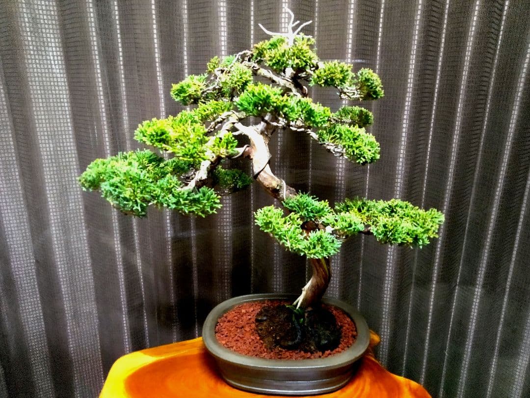 【中品　真柏盆栽】　　　　　⭕お薦め品❗樹高48㎝