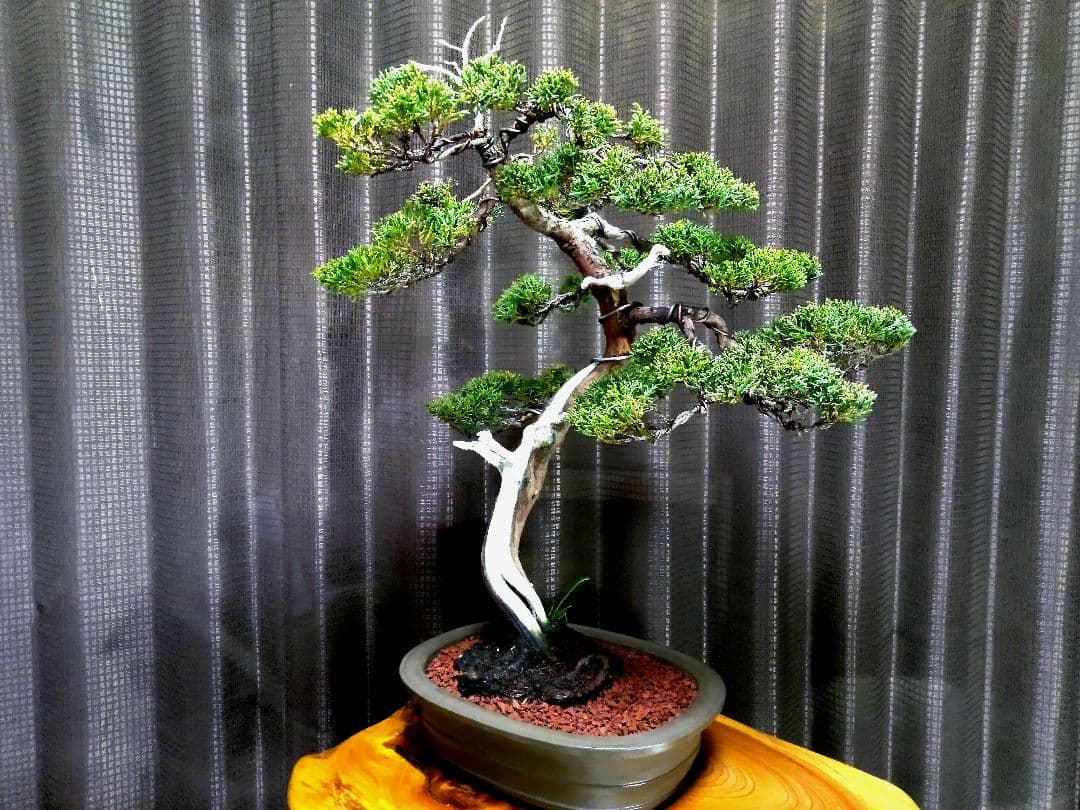 【中品　真柏盆栽】　　　　　⭕お薦め品❗樹高48㎝