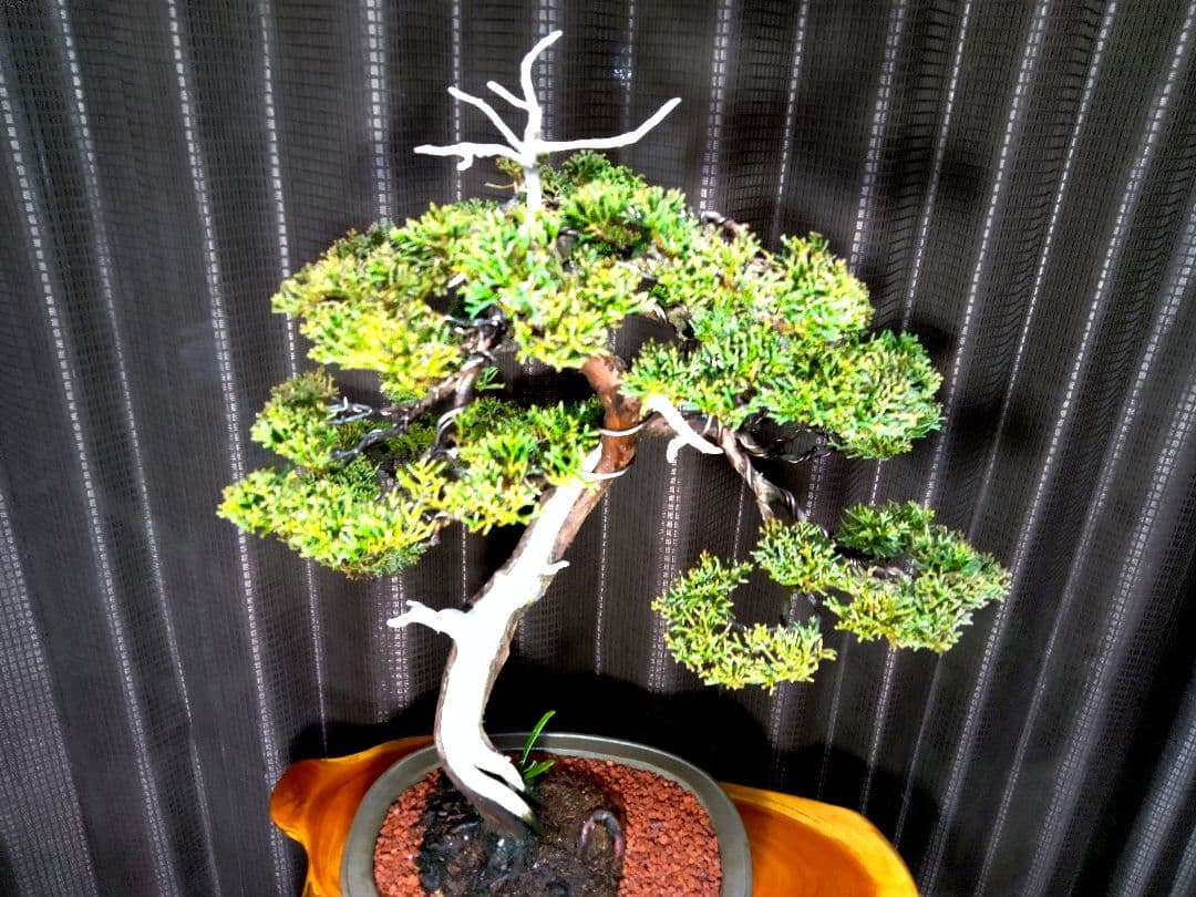 【中品　真柏盆栽】　　　　　⭕お薦め品❗樹高48㎝