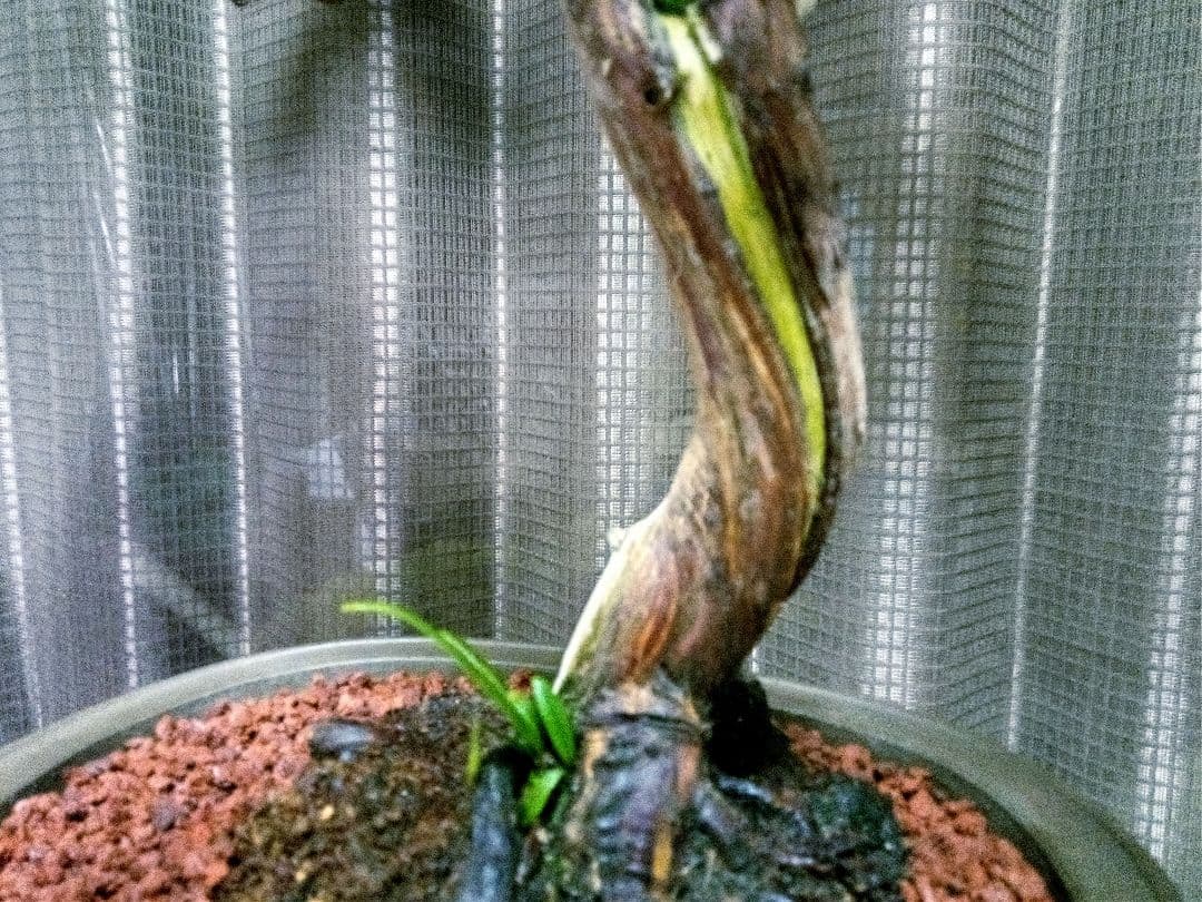 【中品　真柏盆栽】　　　　　⭕お薦め品❗樹高48㎝