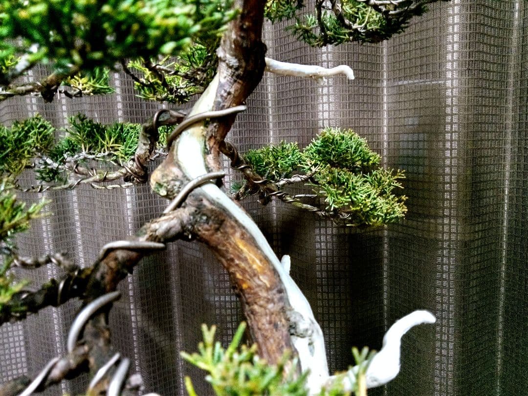 【中品　真柏盆栽】　　　　　⭕お薦め品❗樹高48㎝