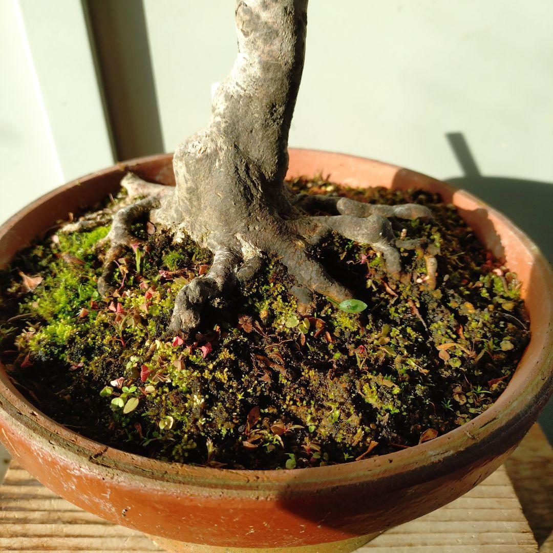 皐月盆栽　日光