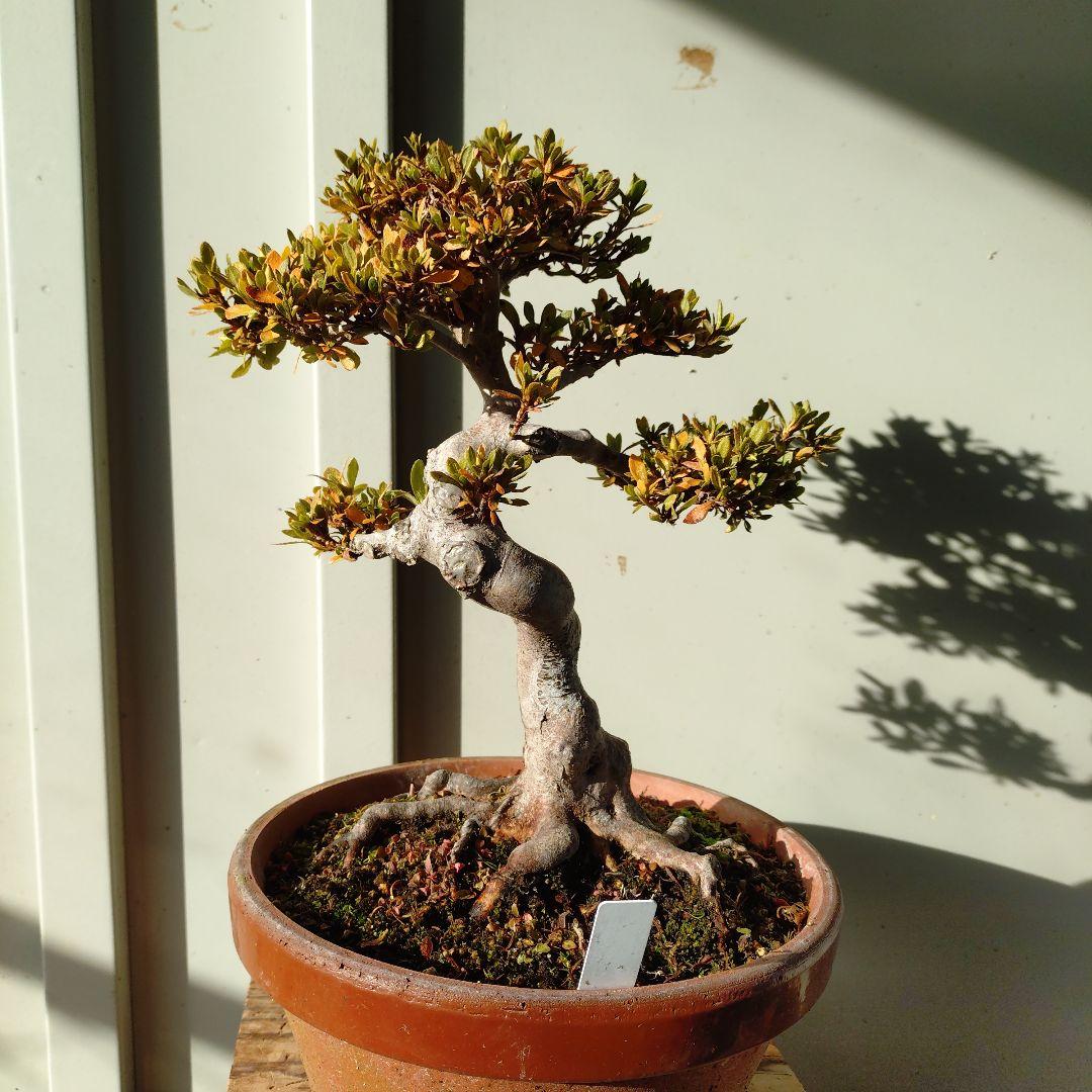 皐月盆栽　日光