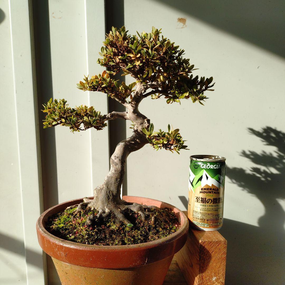 皐月盆栽　日光