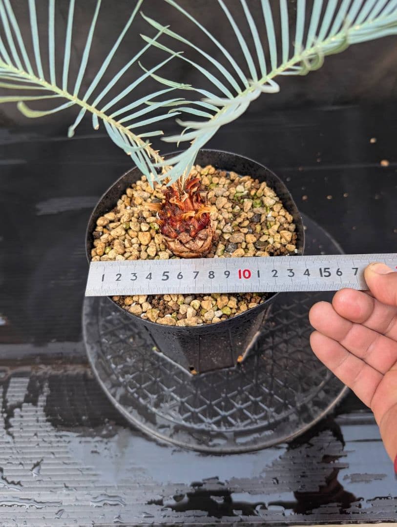 決算創業祭 お買い得 サイカス カイルンシアナ ブルー