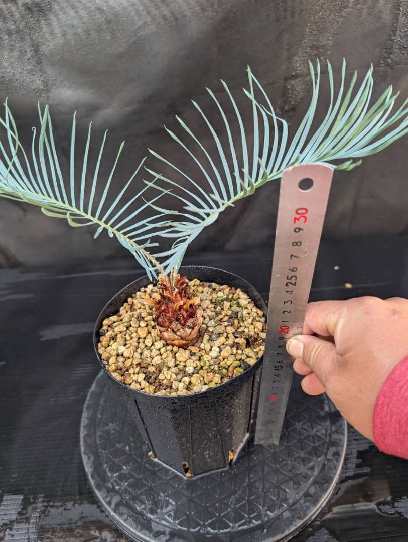 決算創業祭 お買い得 サイカス カイルンシアナ ブルー