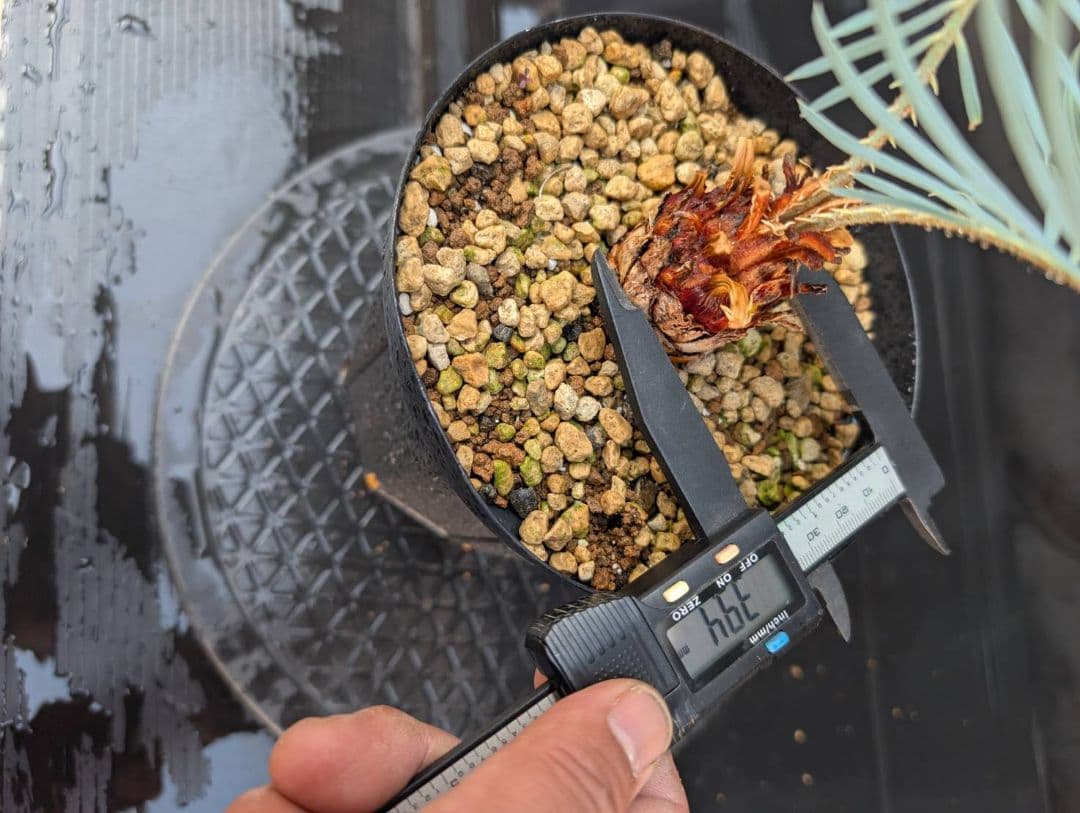 決算創業祭 お買い得 サイカス カイルンシアナ ブルー